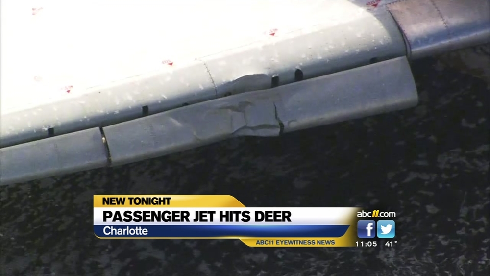 Passenger jet hits deer