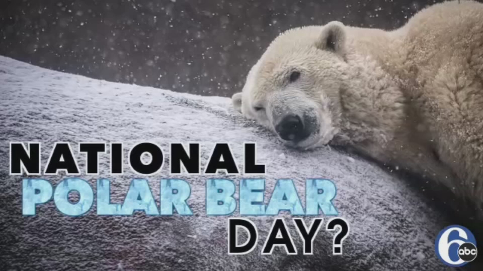 National Polar Bear Day 6abc Philadelphia
