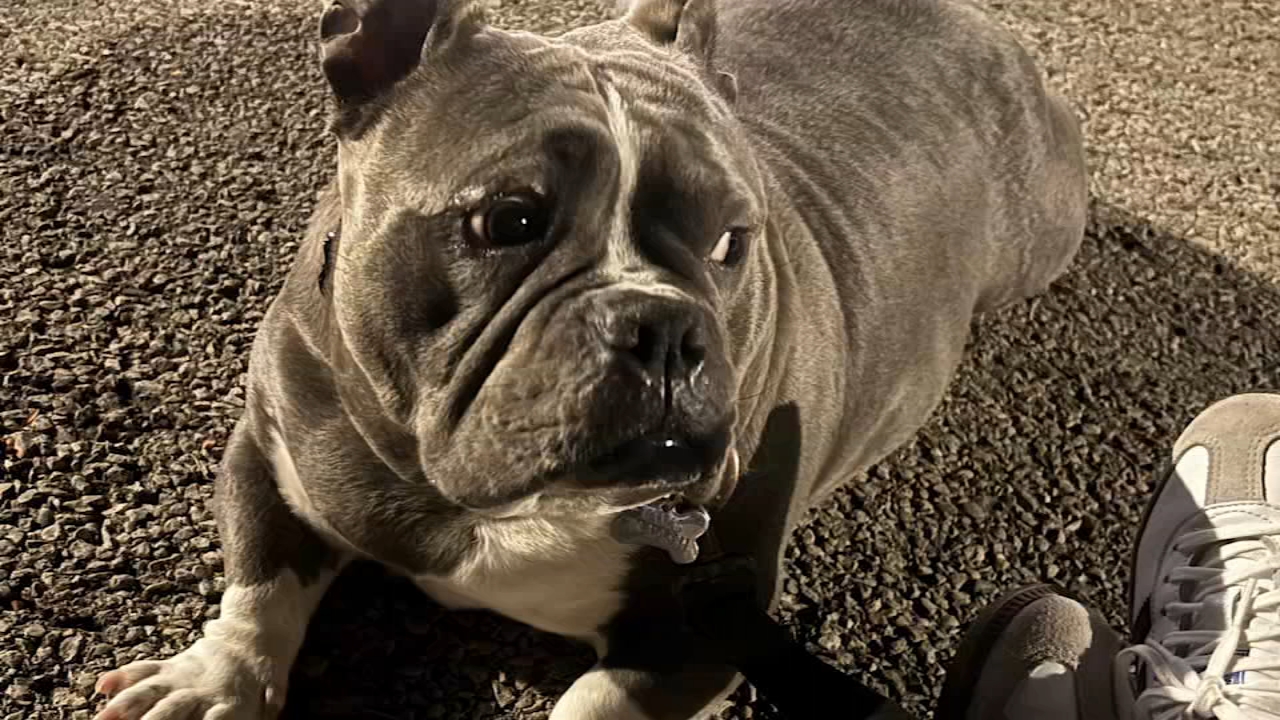The owner said the American micro-bully is named ‘Mamas’ and needs medication.