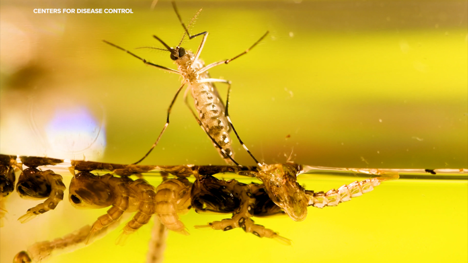 Stanford team tracking mosquito migrations as some species are more adaptable to temperature changes