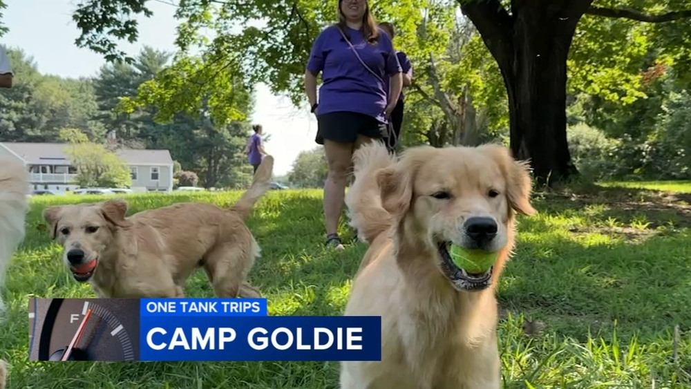 Camp Goldie delivers tail-wagging fun | One Tank Trips