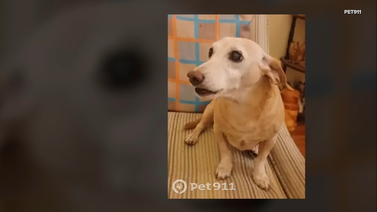 
Dog stolen from blind owner on NW Side returned to owner: CPD 