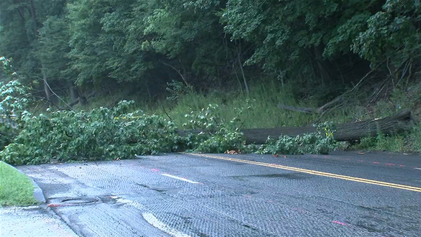 Downed tree blocking all lanes of Kelly Drive in Philadelphia's Fairmount Park section