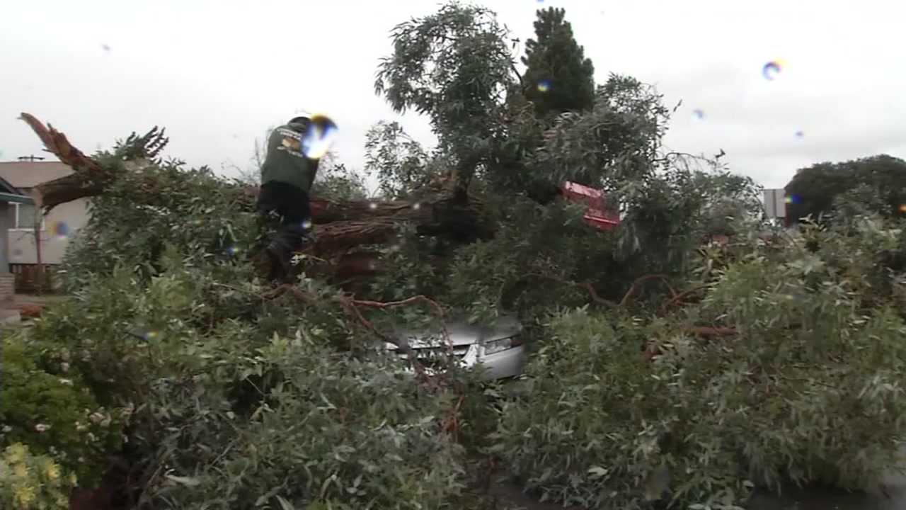 Massive Eucalyptus tree falls, crushes car in Fremont
