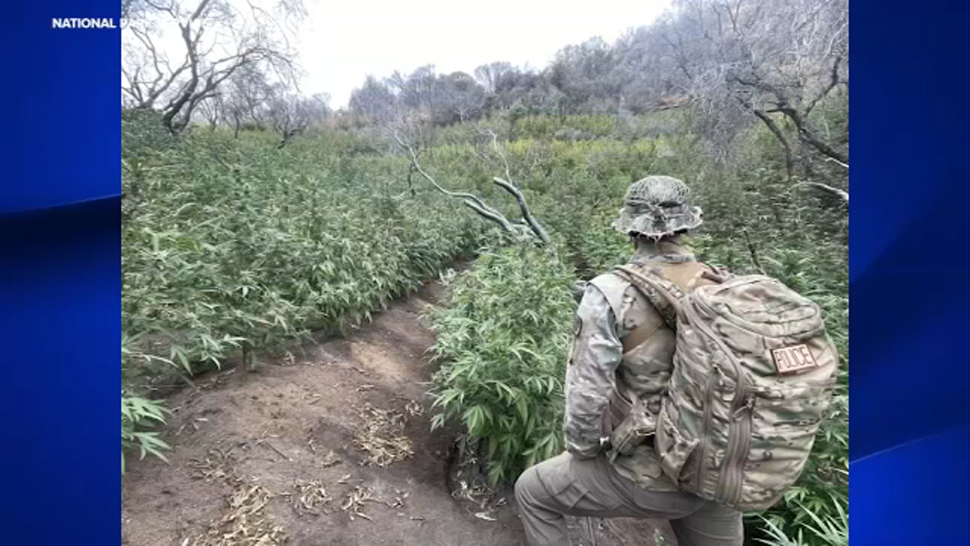 Illegal marijuana grow removed from Sequoia National Park - ABC30