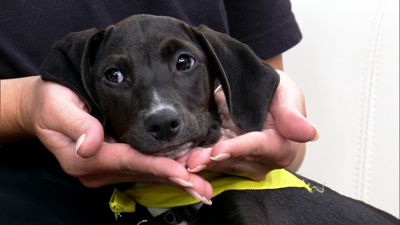 
'Wooftop Pawty' returns to Chicago to support PAWS Chicago