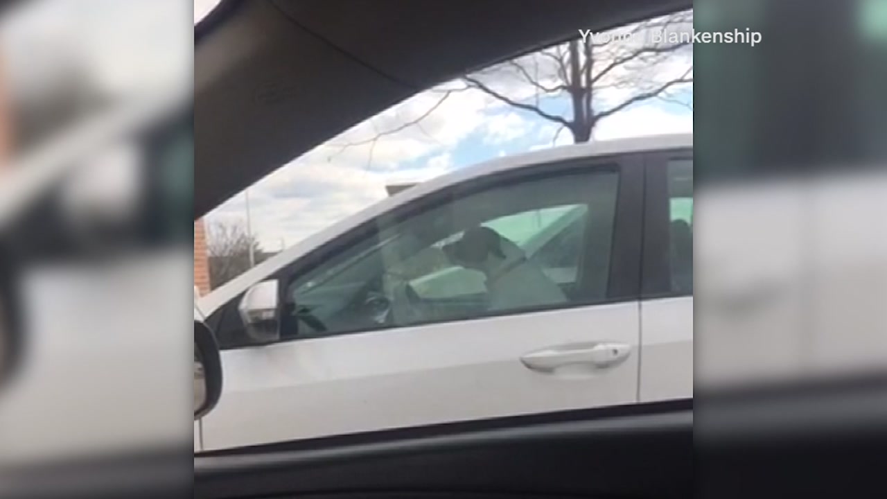 Impatient dog honks horn