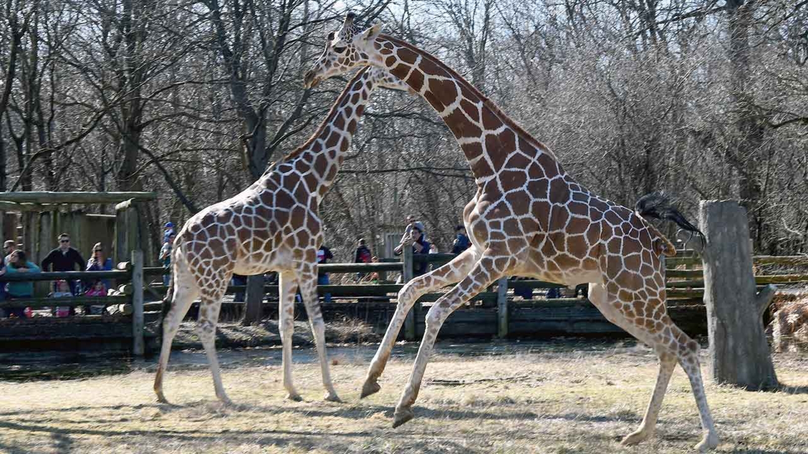 PHOTOS Giraffes enjoy springlike weather at Illinois zoo ABC7 New York