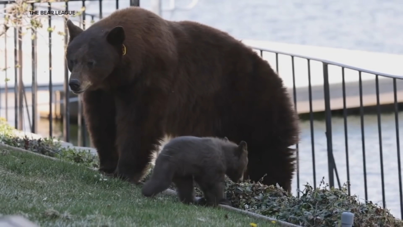 Wildlife officials back off on plan to euthanize Lake Tahoe bear notorious for break-ins