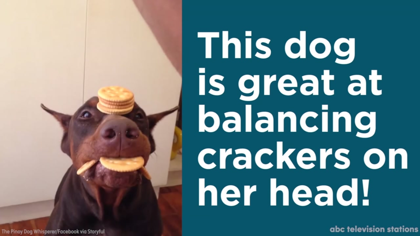 This dog loves balancing crackers on her head! ABC7 Chicago