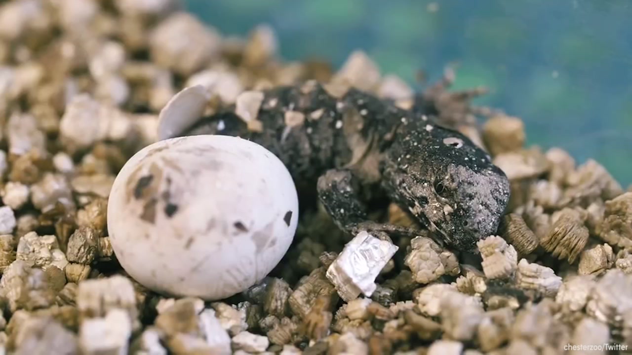 Watch a cute, rare reptile hatch