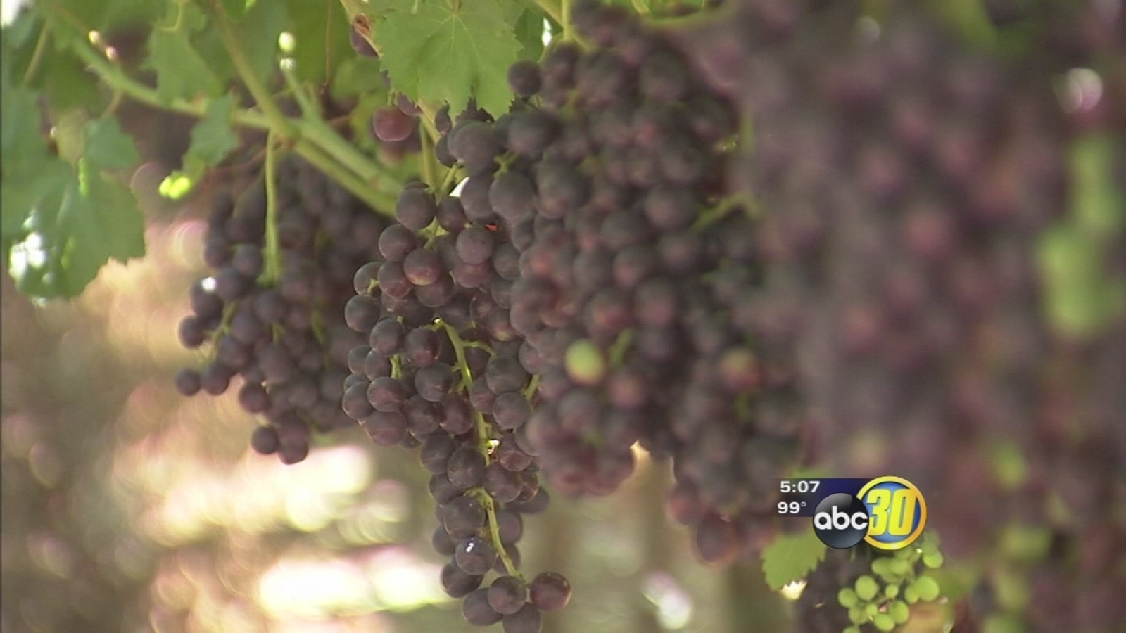 Drought cutting into wine grape production ABC30 Fresno