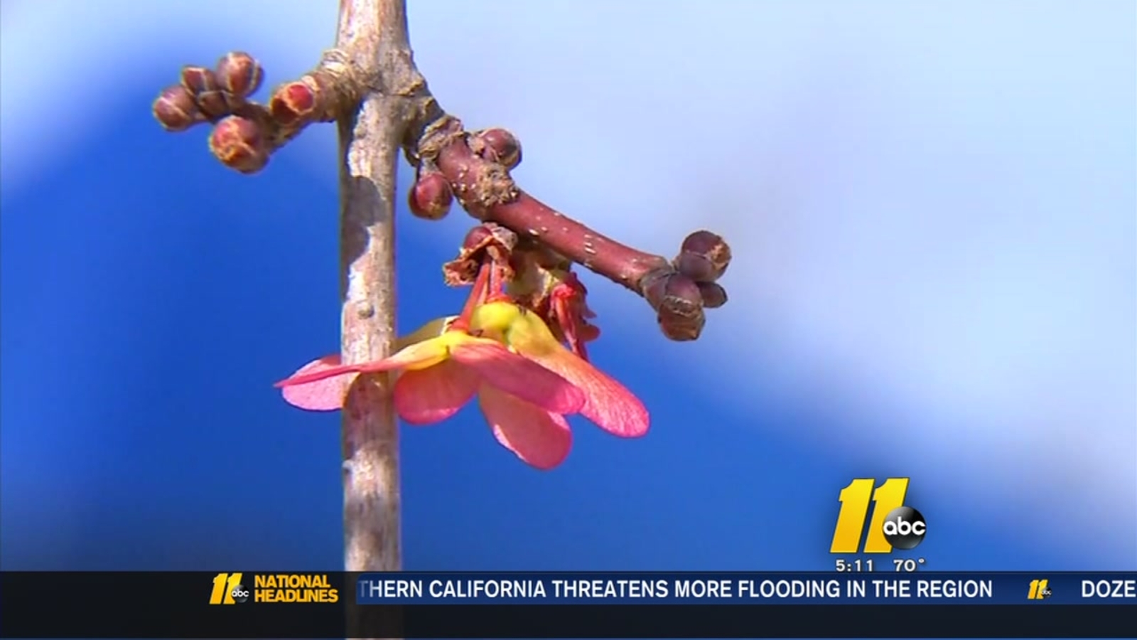 Warm weather means allergy season off to an early start ABC11 Raleigh
