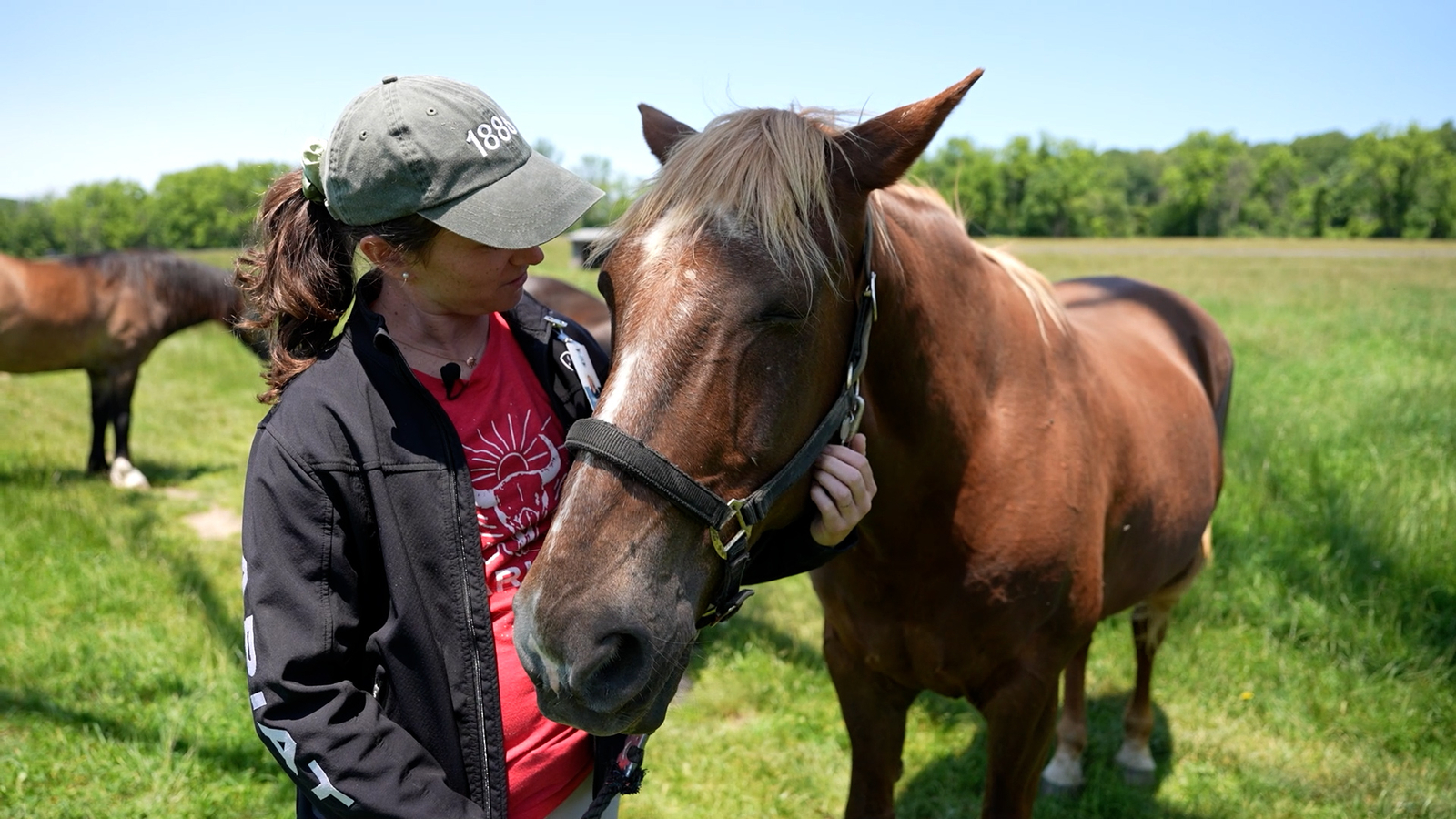 Horses spend their golden years at Ryerss Farm for aged equines