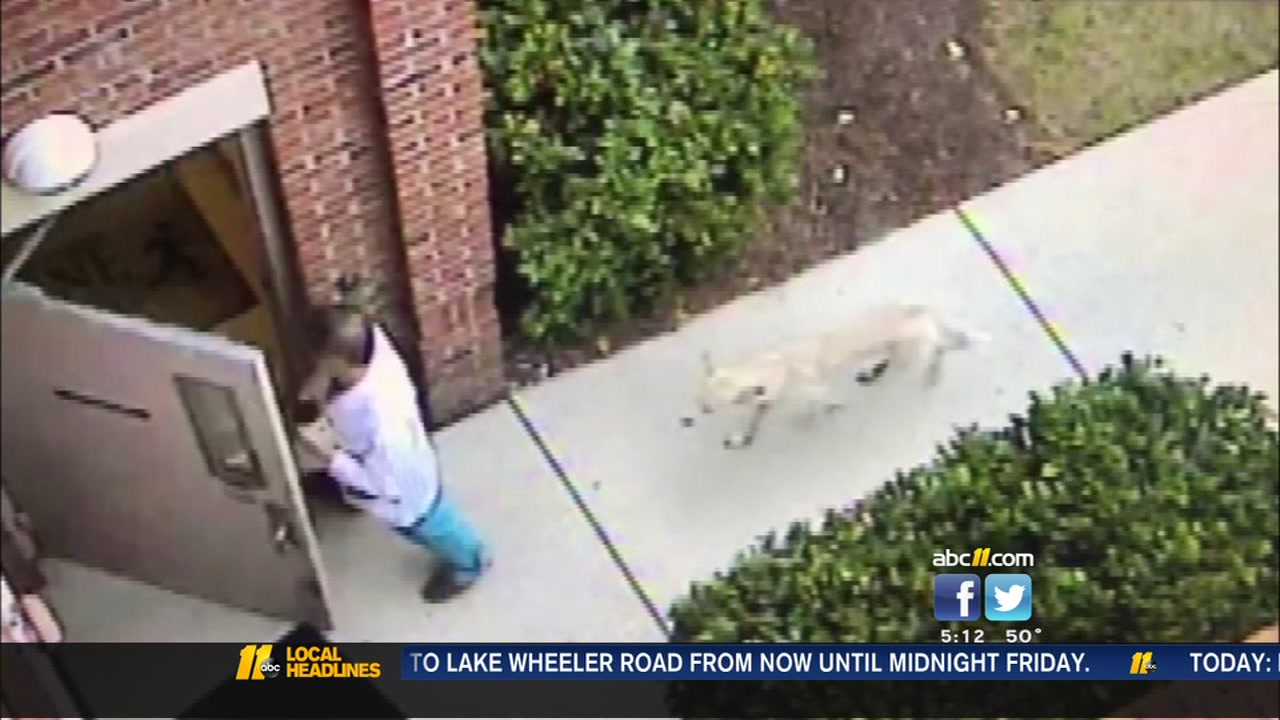 Watch: Coyote follows doctor into office