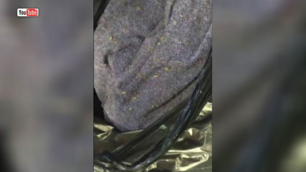 CTA rider says woman carrying bedbug-infested bag got back on train