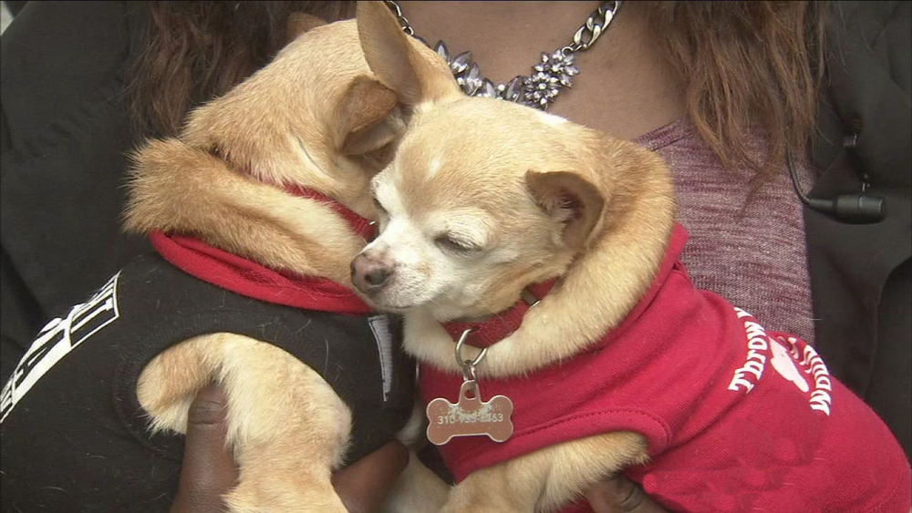 Having pets can improve overall health, studies show