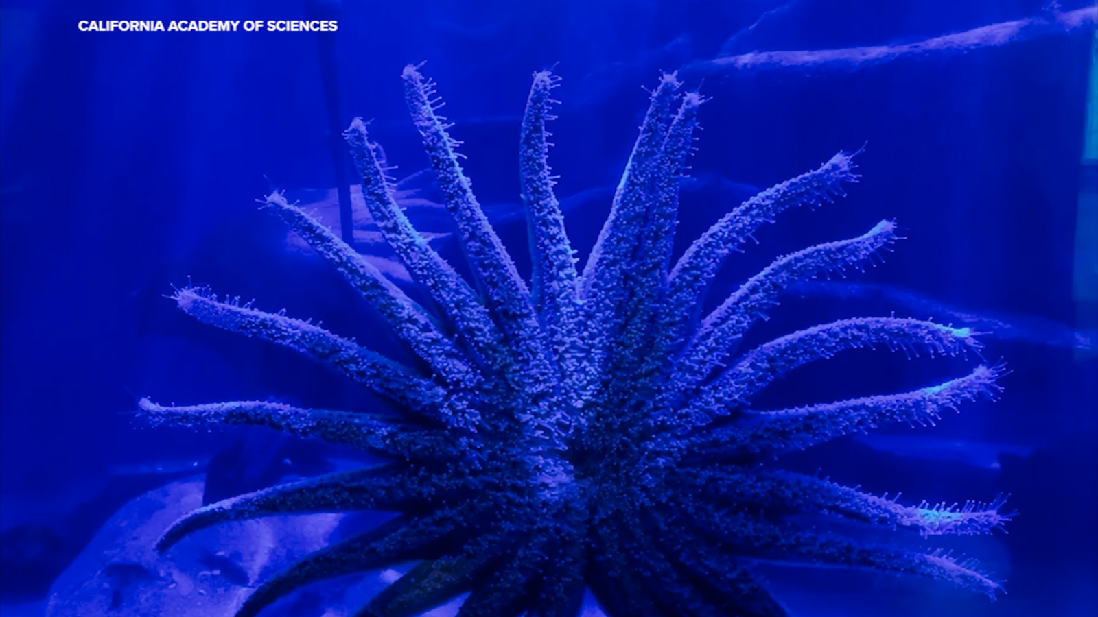 New California Academy of Sciences research could help sea star recovery along Bay Area coastline