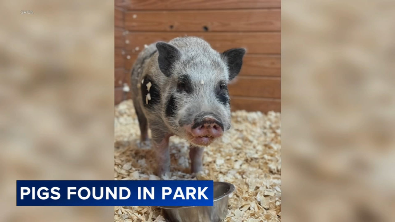 2nd pot-bellied pig rescued from park prompts SPCA investigation