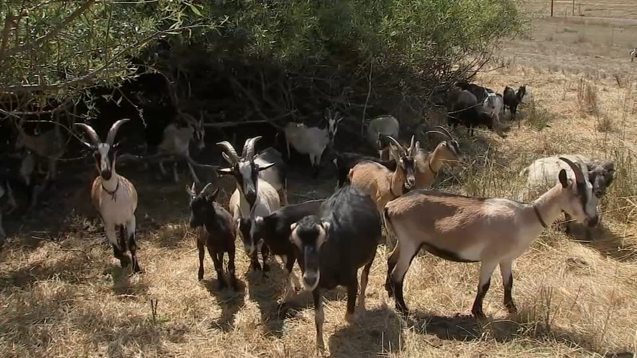 17657846 082625 kgo poisoned goats img