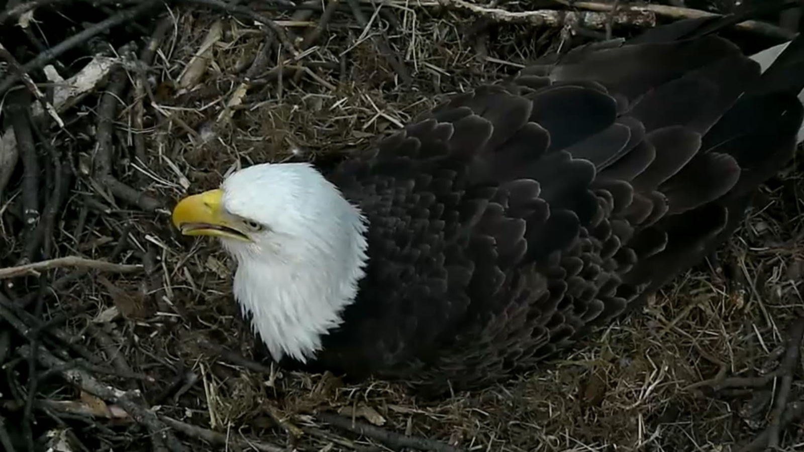 Eagles at the U.S. National Arboretum have first egg of the year - ABC7