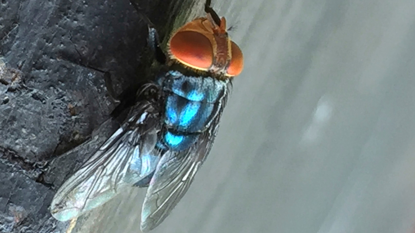 What to know about New World screwworm after human case detected
