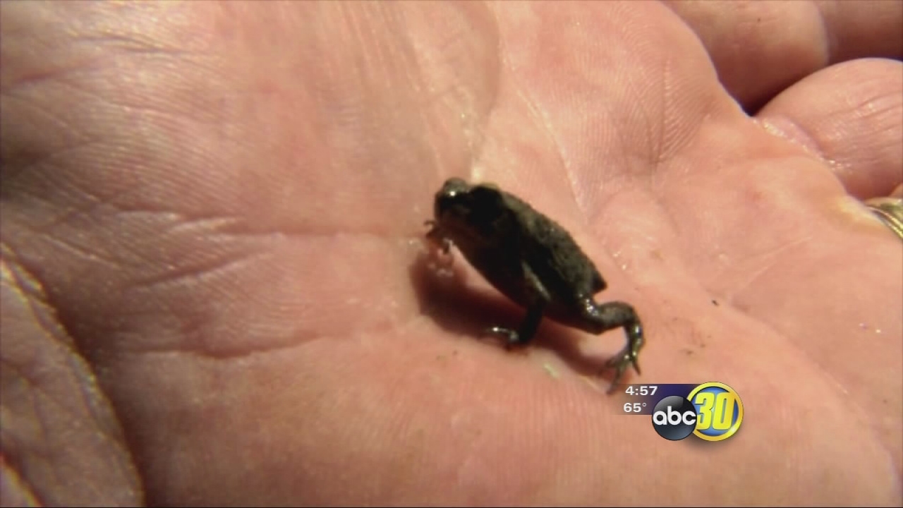 Wet weather bringing water and pests to the Valley