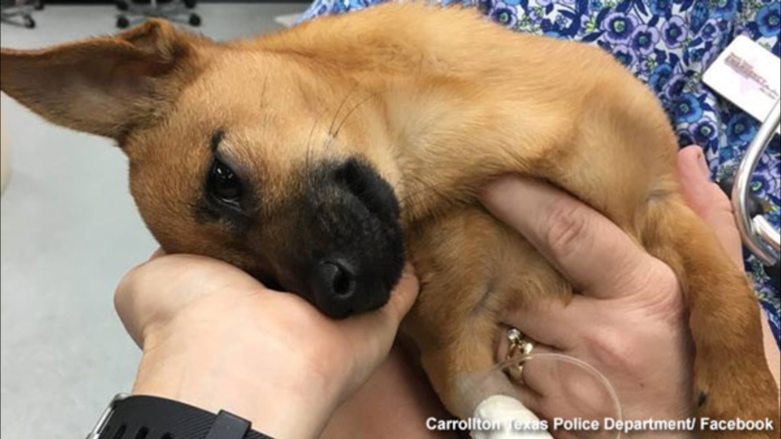 Puppy recovering after drug overdose, arrests made 6abc Philadelphia