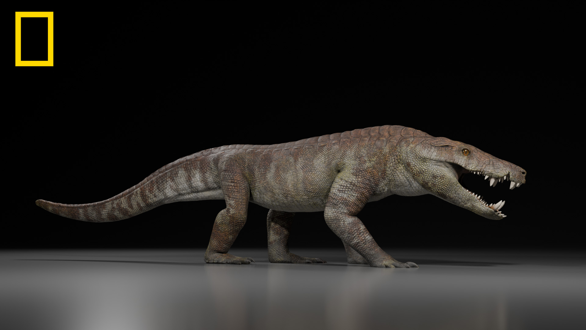A visual reconstruction of a Kostensuchus atrox.