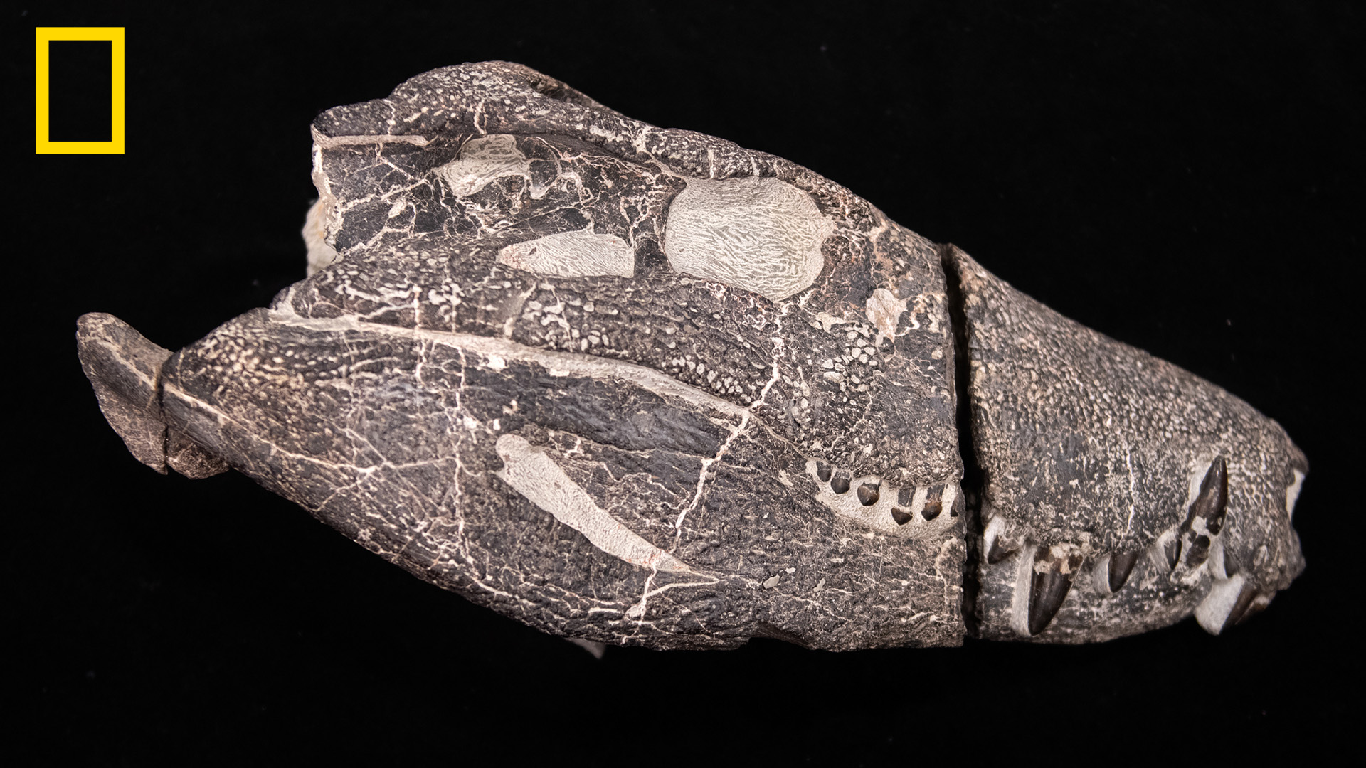 The fossil skull of Kostensuchus Atrox, which is 70 million, is a percentage of modern crocodiles. He was believed to be a predator in what is now known as South Patagonia during the Cretaceous period.