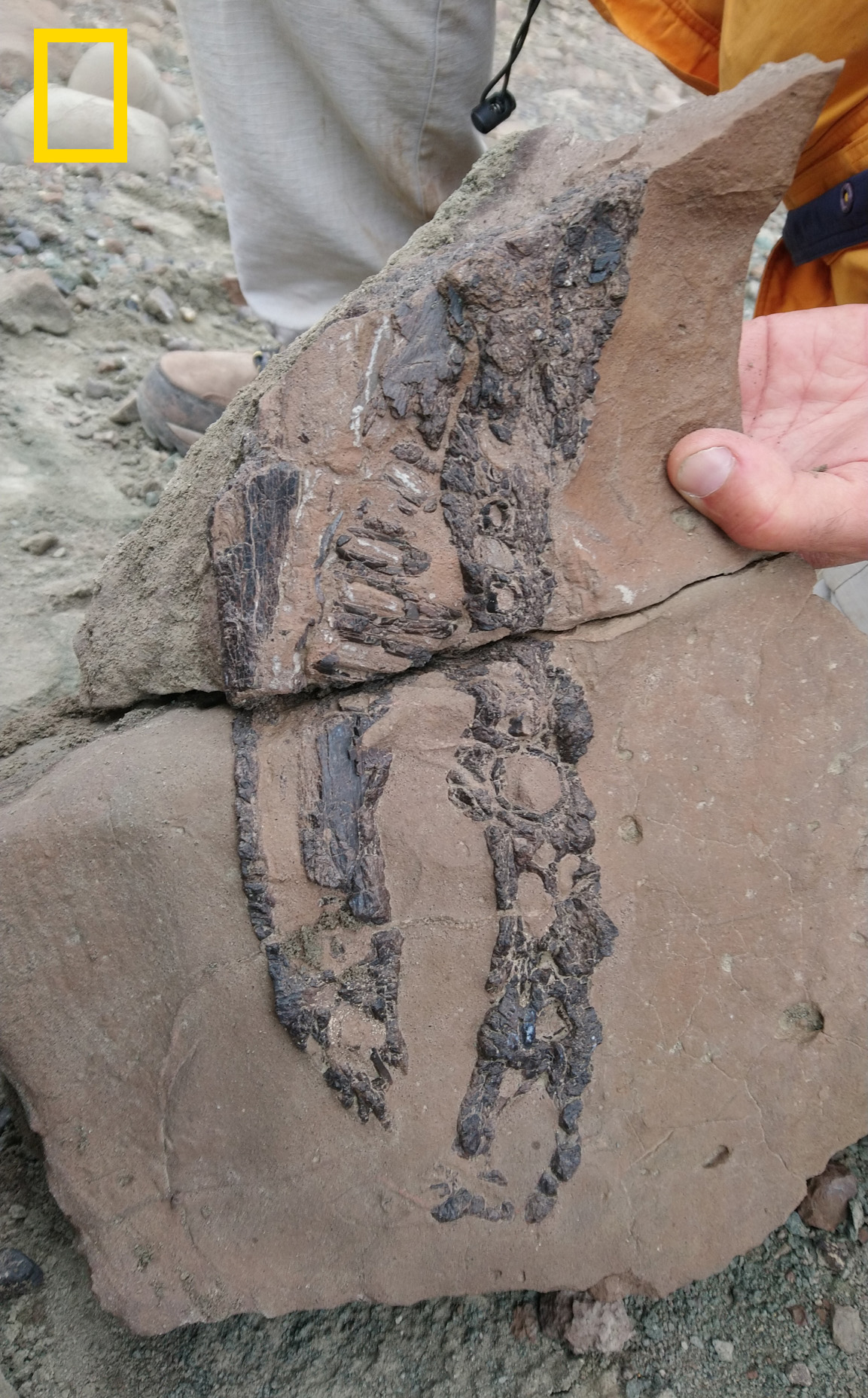 The excavation scientist Marcelo Isasi found the skull and dismantling Kostensuchus Atrox included in the Big Rock.