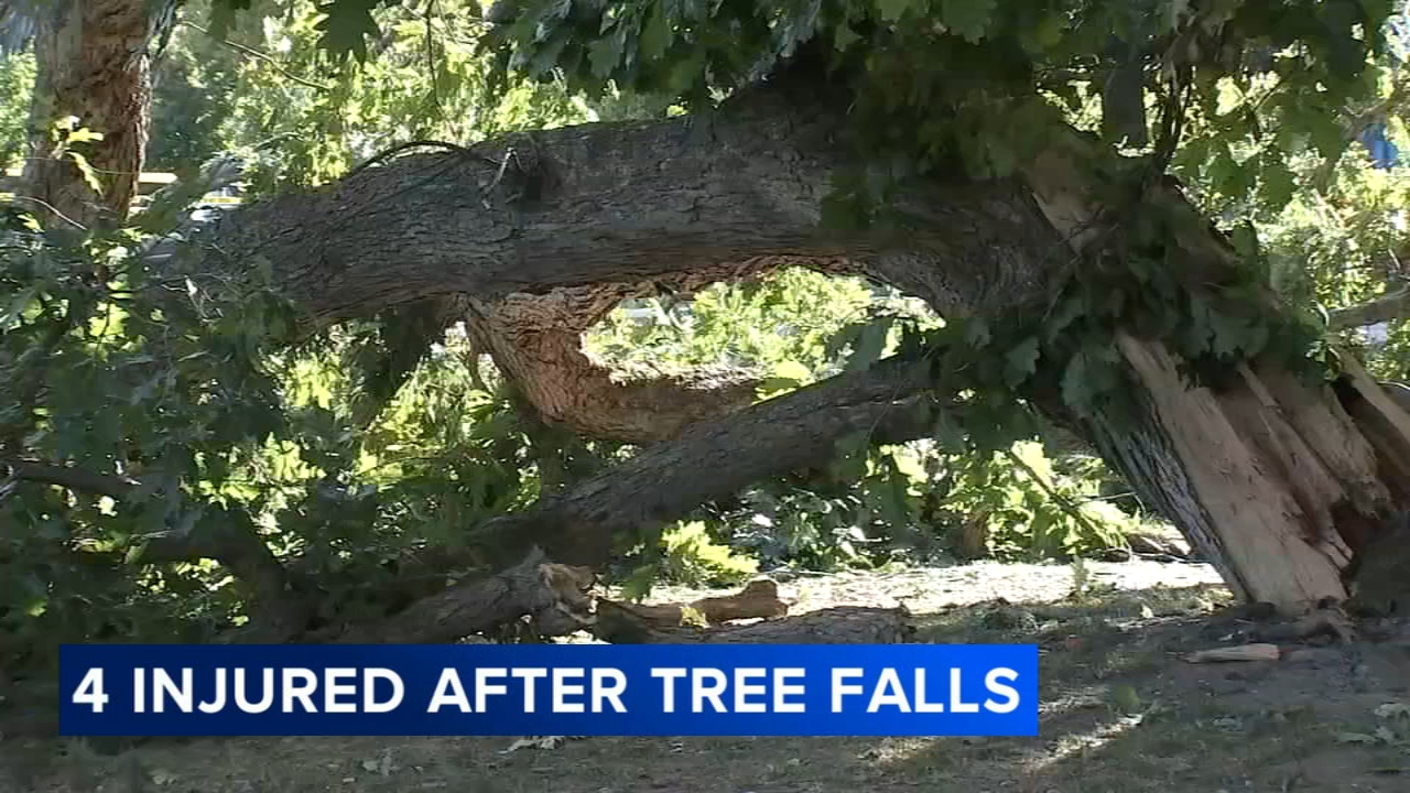 Tree falls in Fairmount Park, 4 hospitalized