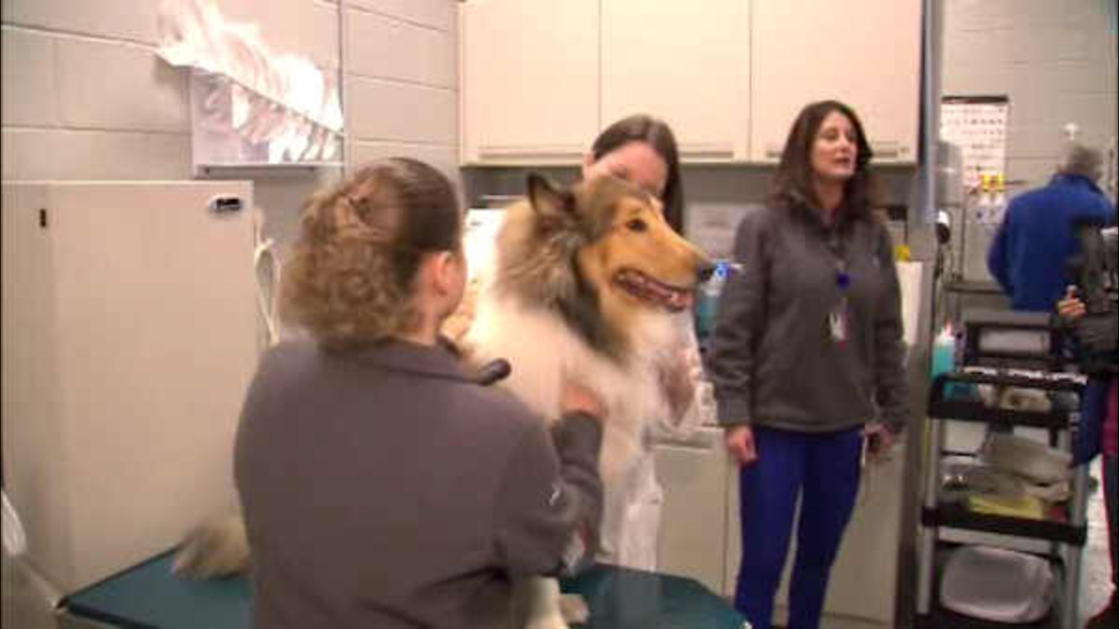 New lounge at JFK Airport designed to calm pets getting ready to fly