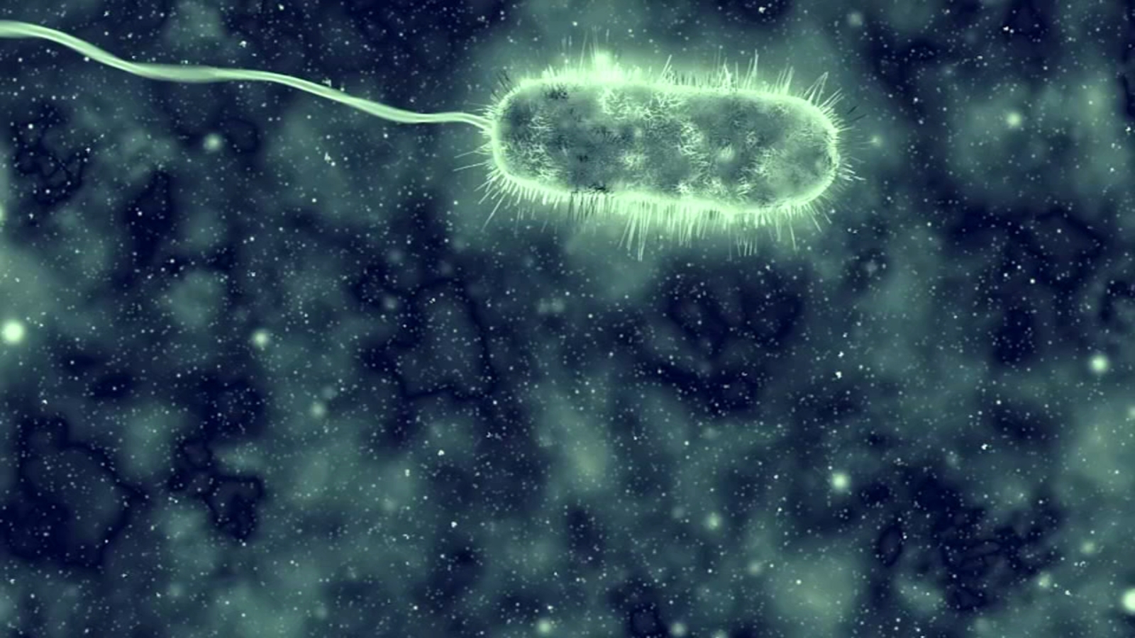 Flesh-eating bacteria: Vibrio vulnificus cases, which cause necrotizing fasciitis, rising due to climate change, scientists say