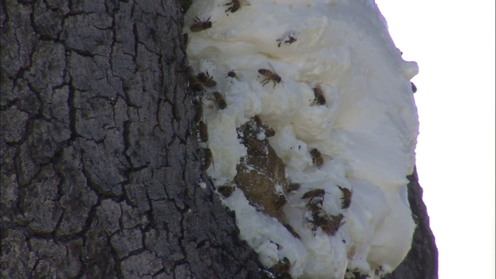 Riverside neighborhood buzzing with massive bee swarm
