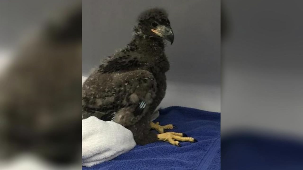 Eaglet rescued after teen charged with killing bald eagle