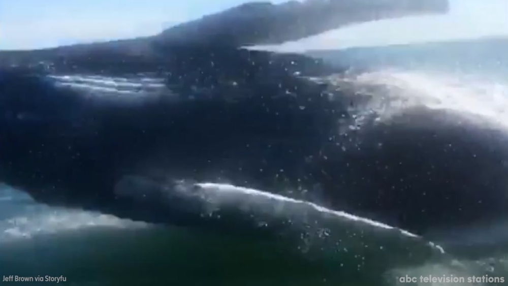 Humpback whale makes big splash near Cape Henry, Virginia