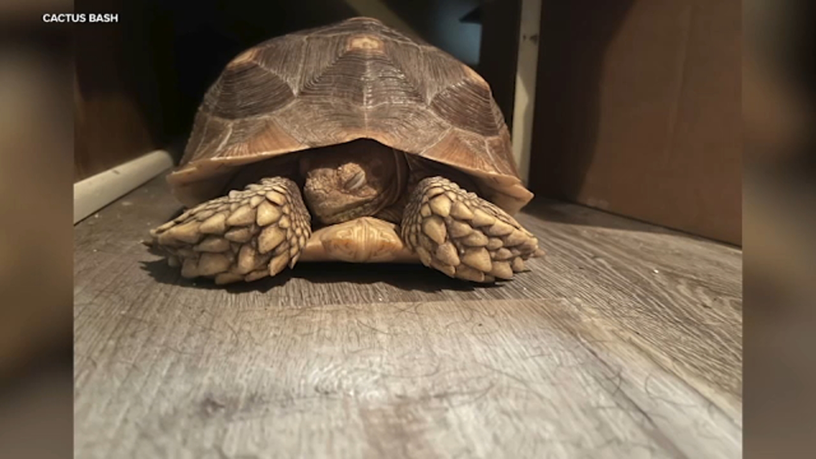 San Bernardino man in desperate search to find missing pet tortoise