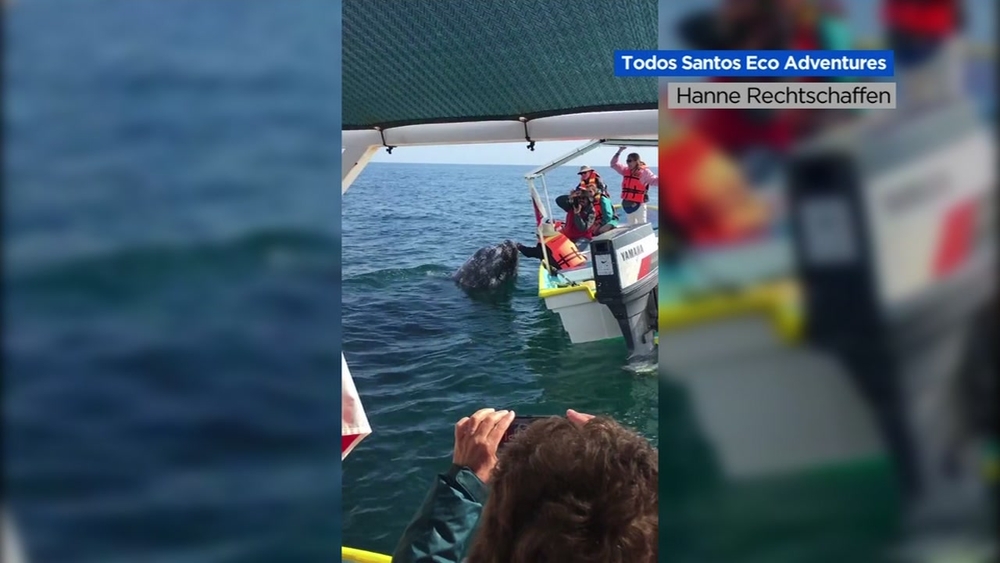 VIDEO: Gray Whale shares kisses with tourist in Magdalena Bay, Mexico
