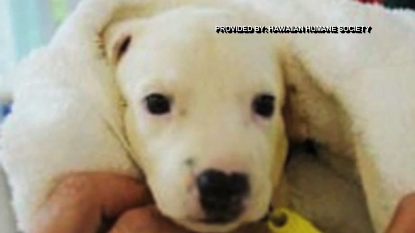 Shelter owner charged with animal cruelty - ABC13 Houston