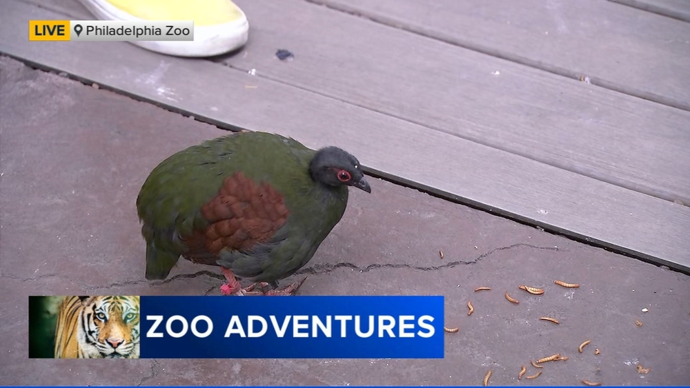 Cecily Tynan learns about birds at the Philadelphia Zoo