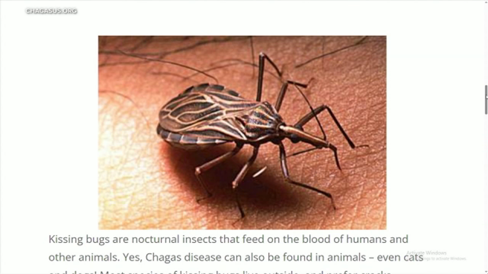 Enfermedad de Chagas transmitida por ‘chinches besuconas’ hallada en el sur de California. Lo que se debe saber según expertos – ABC7 Los Angeles