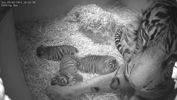 Baby tiger triplets Home: ZSL London Zoo Birthday: Monday, February 3 Need more cute? The zoo is posting plenty of adorable videos of the threesome on <a href="https://www.facebook.com/zsllondonzoo?v=wall&rf=109269779090832" target="new">its Facebook page</a>. Though they haven't been named yet, <a href="http://abclocal.go.com/kgo/story?section=news/bizarre&id=9465314" target="new">zookeepers are calling one "trouble"</a> because it wakes up its siblings so much.