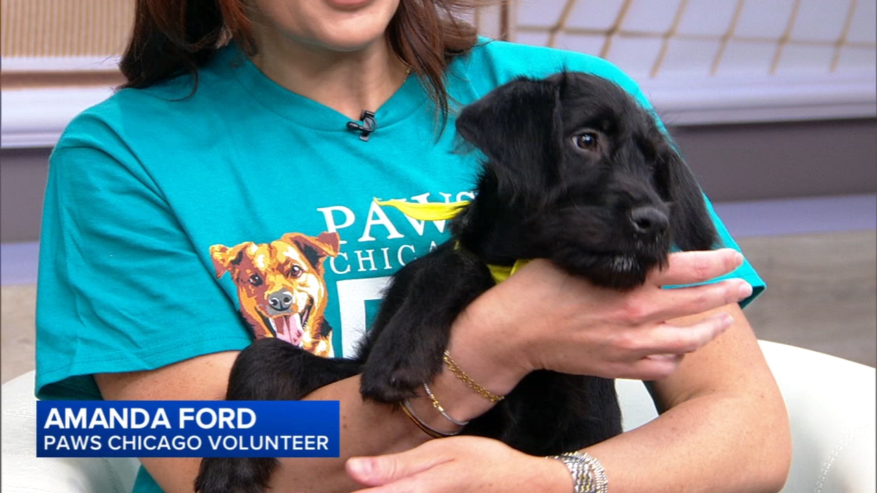 25th PAWS Chicago 5K fundraiser to step off on North Side next weekend