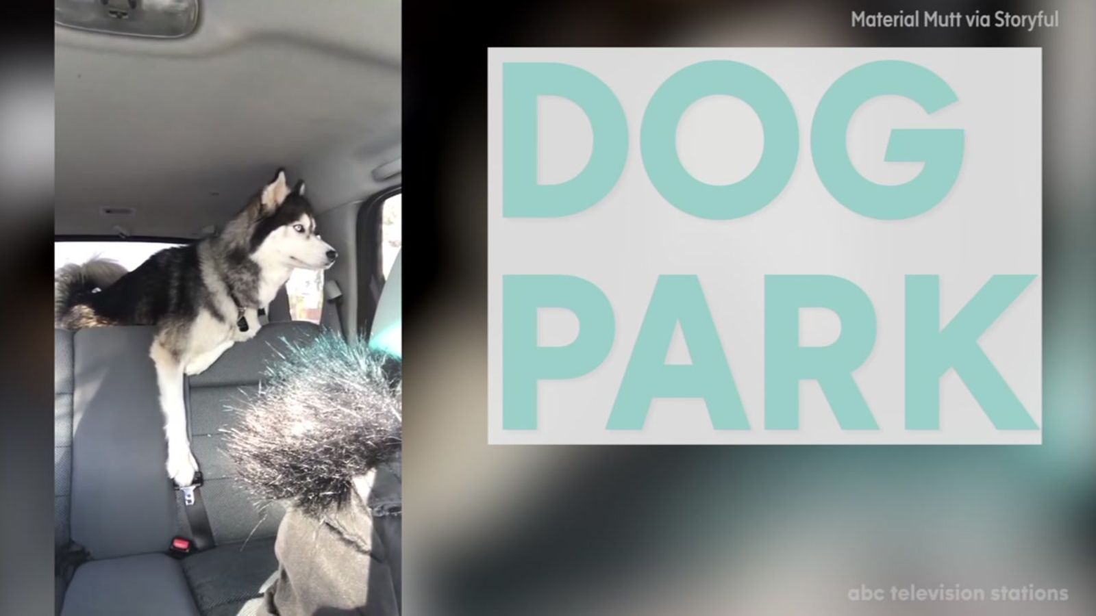 This dog gets too excited to go to the dog park ABC13 Houston