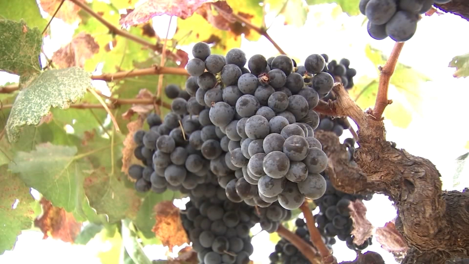 CA wineries ripping out vineyards over supply, less demand and changes in industry