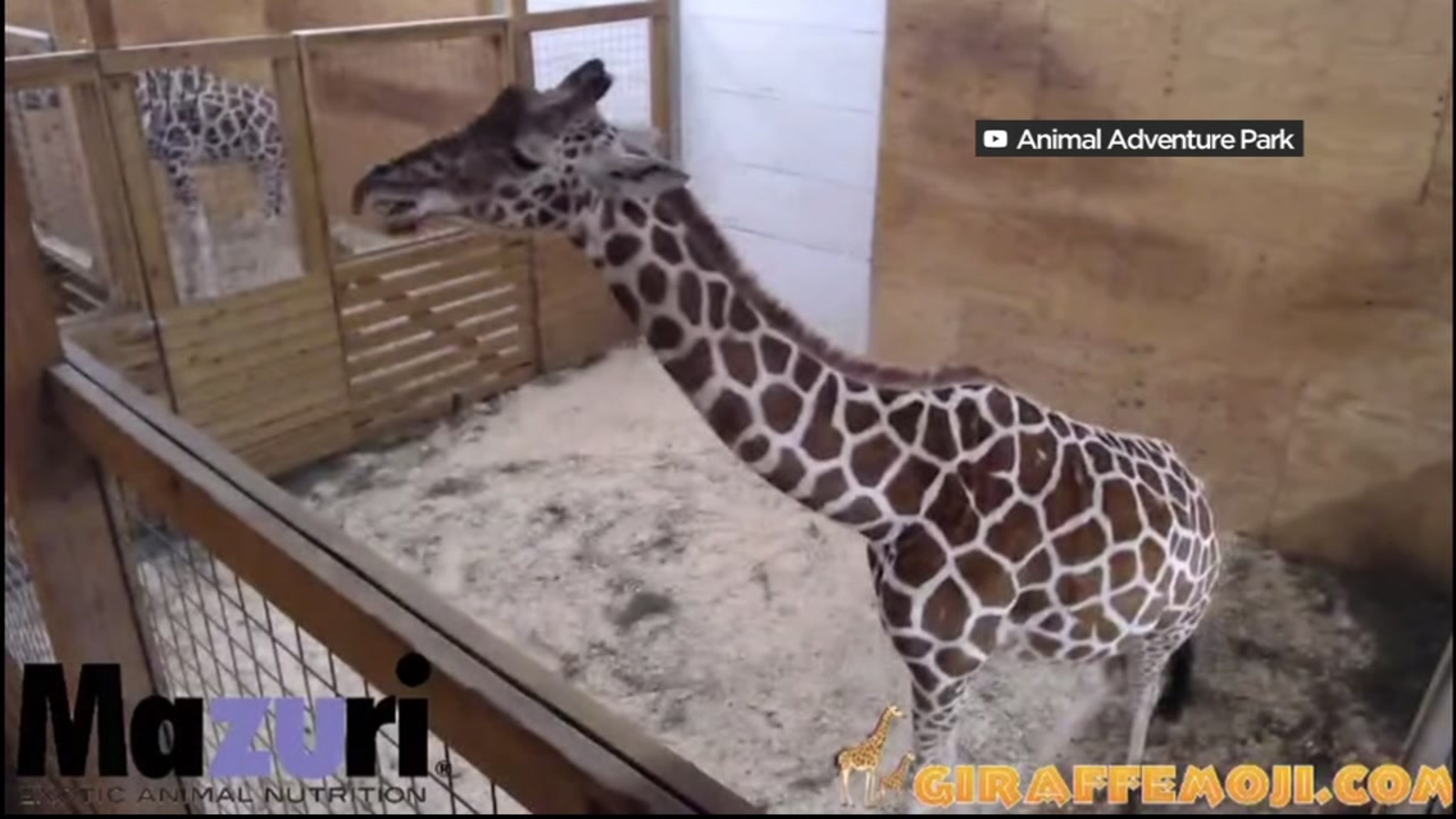 April the giraffe expected to give birth soon at animal park in New(02)