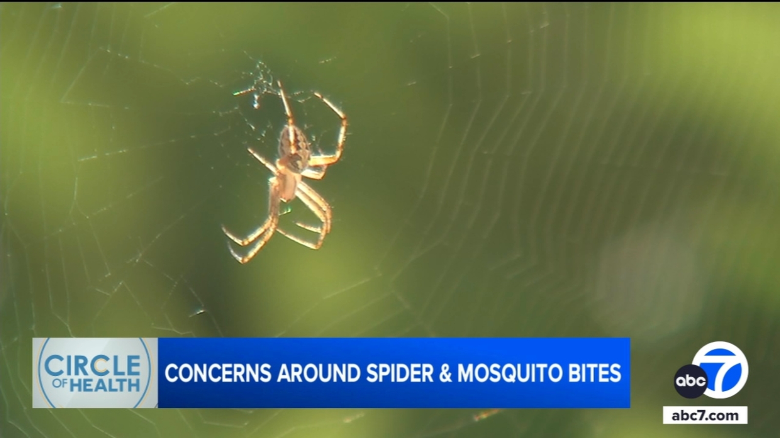 Spider bite or mosquito bite? How to tell the difference - and when to see a doctor