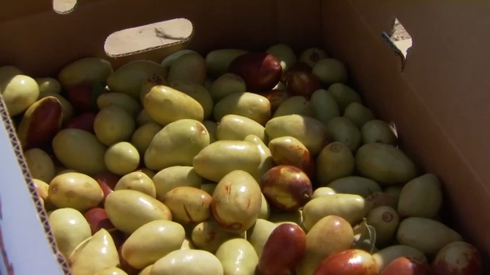 Fresno Farmer harvests sweet jujube fruit gaining popularity