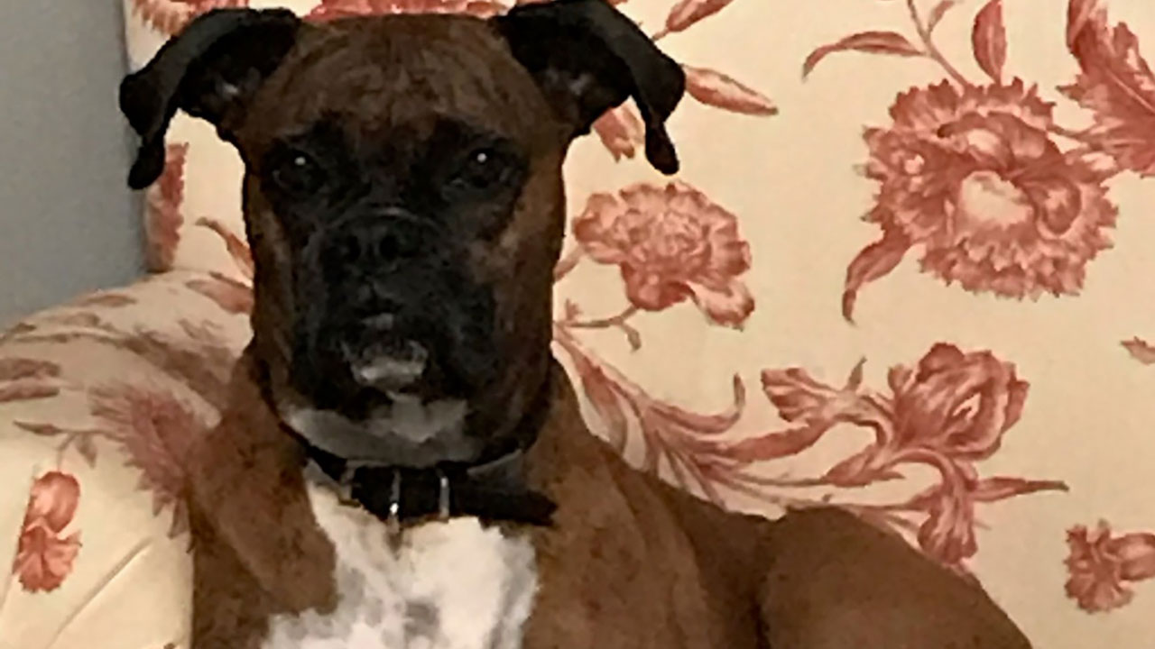 Dog voter
